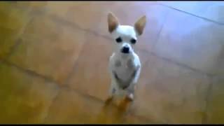 Perros Muy Graciosos