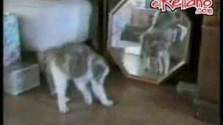 Caídas y tonterías de gatos