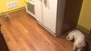Bonnie odia comer solo