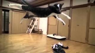Divertida pelea de perro vs gato