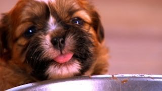 Cachorritos aprendiendo cosas por primera vez