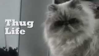 Gato mal intencionado! 