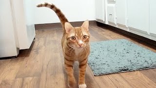 Como los gatos dicen te quiero