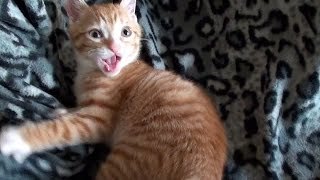 Los gatos hacen las cosas mas divertidas