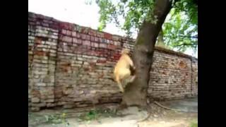 Los perros son sorprendentes