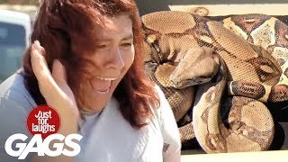 Broma con Serpiente Viva