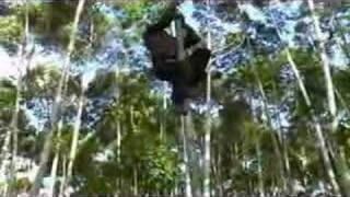 Caída del arbol