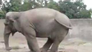 Animales graciosos en internet