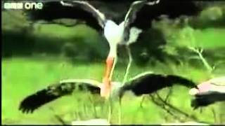 Divertida parodia de animales