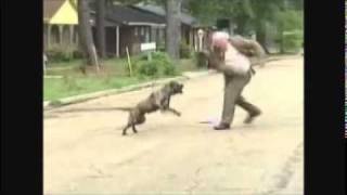 Pastor se enfrenta a pitbull furioso