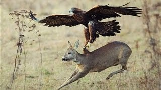 Águila ataca a venado