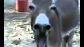 Burro riendose de un hombre que se cae