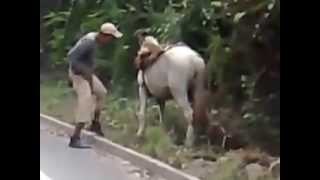 Borracho Intentando subir a un caballo 