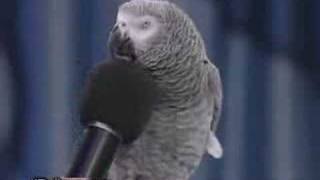 Loro imitador de animales