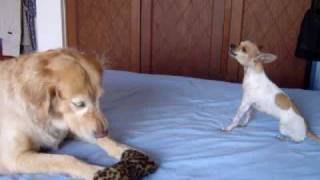 Perros graciosos