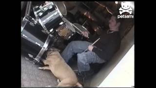 Perro tocando la batería