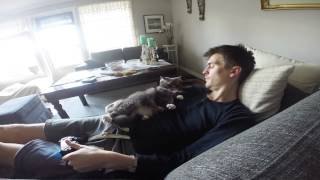 Gato fastidioso, no deja en paz a su dueño