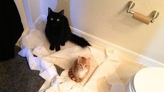 Lógica de gatos