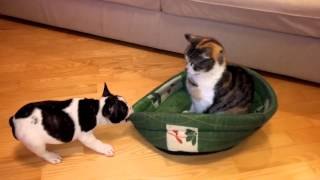Cachorro intenta recuperar su cama a manos de un gato