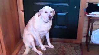 Perro arrepentido