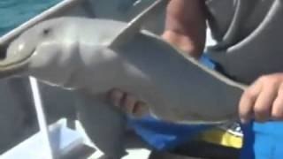 Bebé Delfín enredado es liberado y da las Gracias