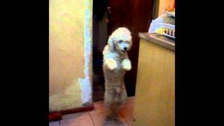 Perro bailando Gangnam Style