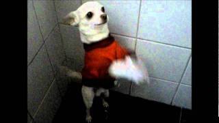Chihuahua bailando waka waka
