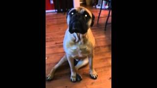 Perro buldog acusa a su amiguito del desastre que hicieron