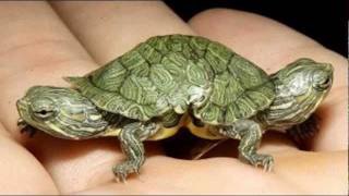 Animales raros