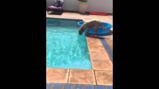 El perro mas inteligente del mundo