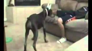 Broma con Puntero Laser al Perro
