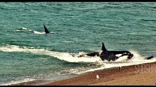 Ataque de orcas en la Patagonia