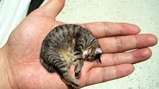 El gato mas pequeño