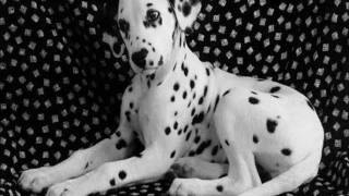 Los perros mas bonitos del mundo