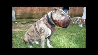 Los perros mas peligrosos del mundo