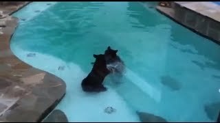 Pareja de osos nadando en la piscina