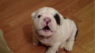 Cachorro de Bulldog aprende a ladrar