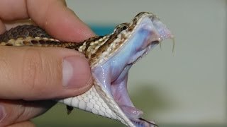 Las 10 serpientes mas venenosas