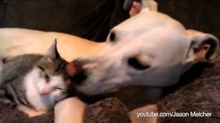 Por que no me amas gatico?