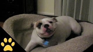 Buldog que ama su cama