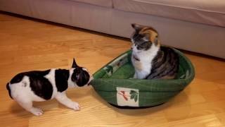 Perro y gato pelean por la cama