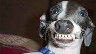 Perros con caras divertidas