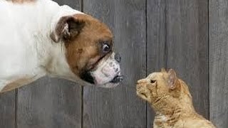Animales valientes protegiendo su territorio