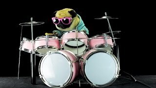 Perro tocando batería