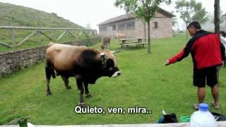 El toro no hace nada, boba