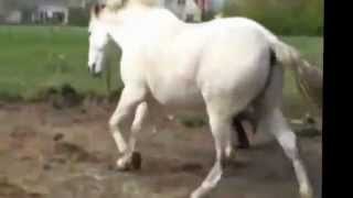 Caballo patea a su adiestradora