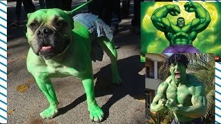Perritos disfrazados en halloween