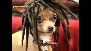 Divertidos perritos disfrazados