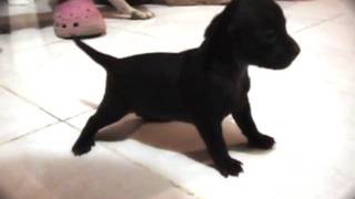 Este perrito es la reencarnación de Michael Jackson