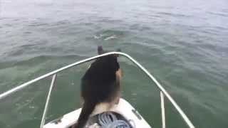 Perro se lanza al agua con los delfines